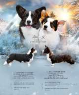 Щенок вельш корги кардиган, 6 мес красавица Эмбер