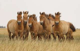 18 сентября Экскурсия «Дыхание степи» к диким лошадям Пржевальского