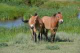 18 сентября Экскурсия «Дыхание степи» к диким лошадям Пржевальского