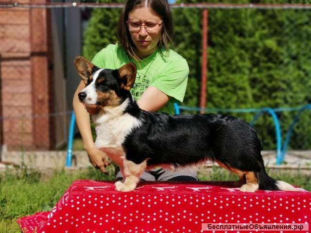 Щенок вельш корги кардиган, 6 мес чудесная Муха