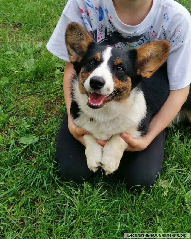 Щенок вельш корги кардиган, 6 мес чудесная Муха