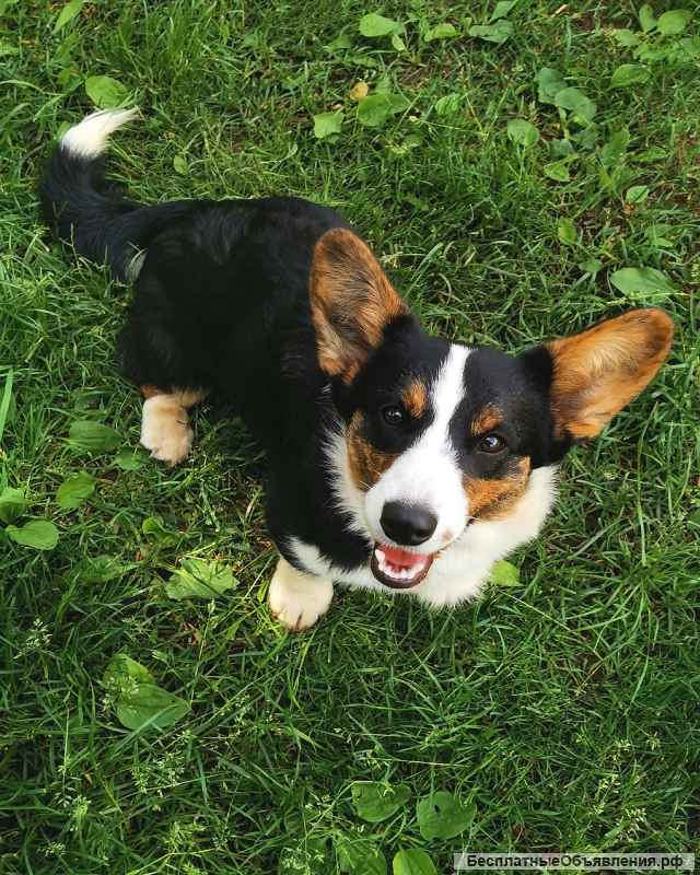 Щенок вельш корги кардиган, 6 мес чудесная Муха