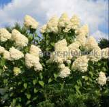 Саженцы гортензий в Москве, купить гортензии в горшках (ЗКС) в питомнике и интернет магазине