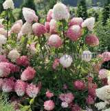 Саженцы гортензий в Москве, купить гортензии в горшках (ЗКС) в питомнике и интернет магазине