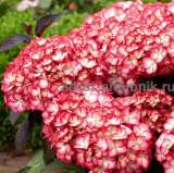 Саженцы гортензий в Москве, купить гортензии в горшках (ЗКС) в питомнике и интернет магазине