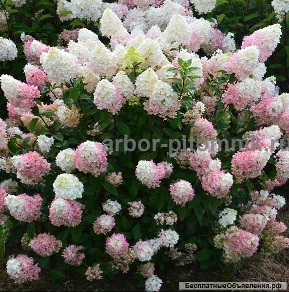 Саженцы гортензий в Москве, купить гортензии в горшках (ЗКС) в питомнике и интернет магазине