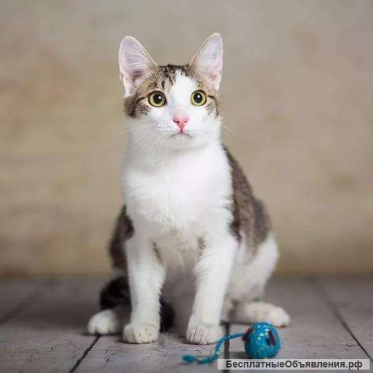 Милый и нежный котик Пончик в добрые руки