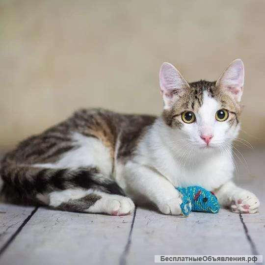 Милый и нежный котик Пончик в добрые руки