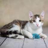 Милый и нежный котик Пончик в добрые руки