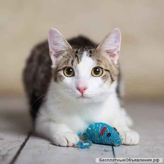 Милый и нежный котик Пончик в добрые руки