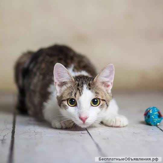 Милый и нежный котик Пончик в добрые руки