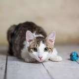 Милый и нежный котик Пончик в добрые руки