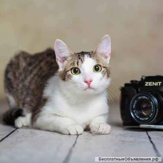 Милый и нежный котик Пончик в добрые руки