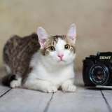 Милый и нежный котик Пончик в добрые руки