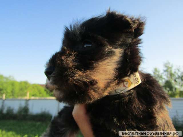 Цвергшнауцер черный с серебром