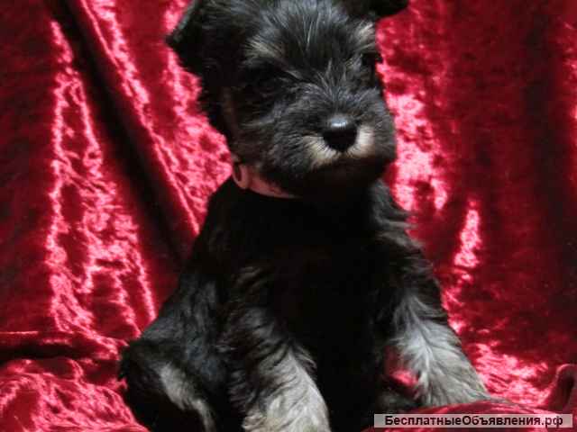 Цвергшнауцер черный с серебром