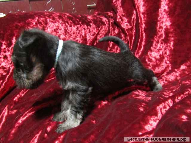 Цвергшнауцер черный с серебром