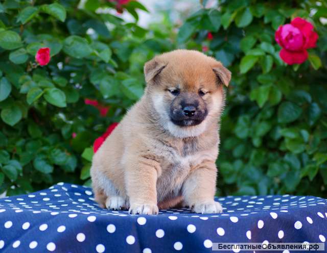 Щенки сиба ину РКФ от заводчика