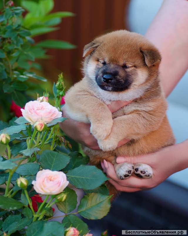 Щенки сиба ину РКФ от заводчика