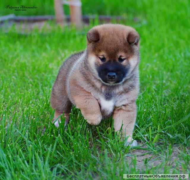 Щенки сиба ину РКФ от заводчика