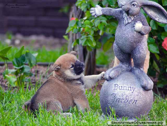 Щенки сиба ину РКФ от заводчика