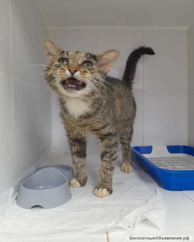 Зачем нужна кошка? Конечно, любовь