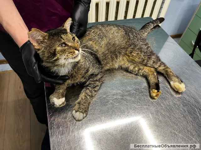 Зачем нужна кошка? Конечно, любовь