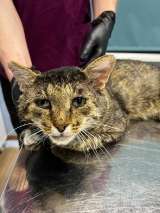 Зачем нужна кошка? Конечно, любовь