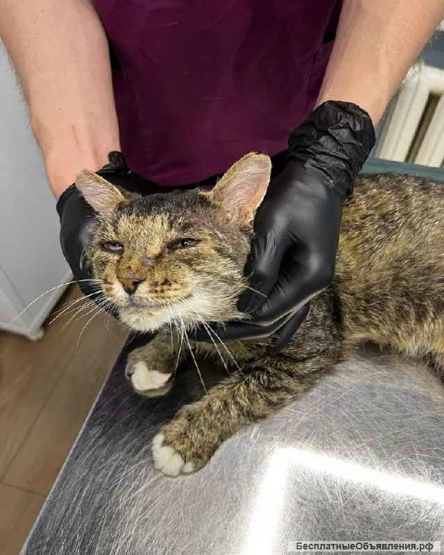 Зачем нужна кошка? Конечно, любовь