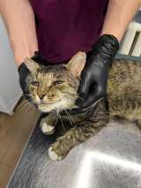 Зачем нужна кошка? Конечно, любовь