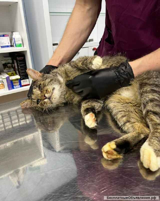 Зачем нужна кошка? Конечно, любовь