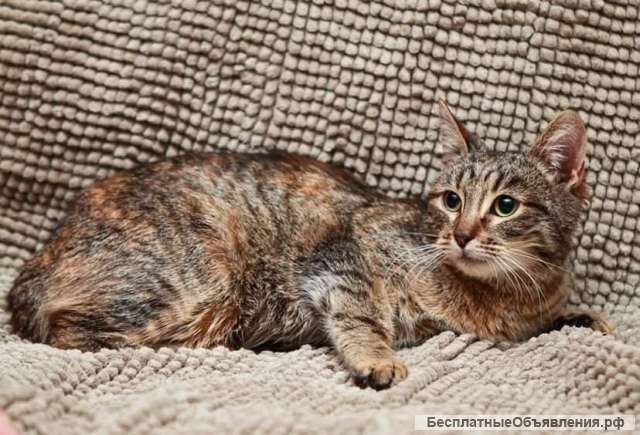 Красавица зеленоглазая кошка Карпуша в добрые руки