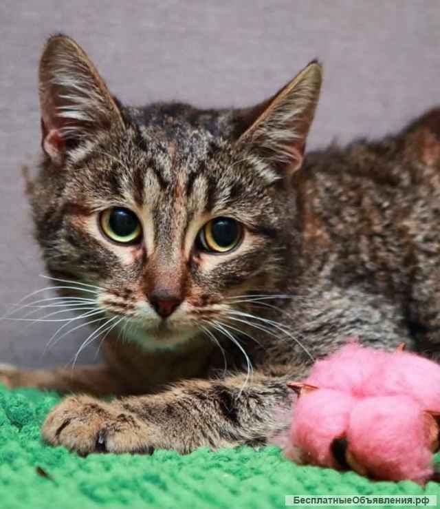 Красавица зеленоглазая кошка Карпуша в добрые руки