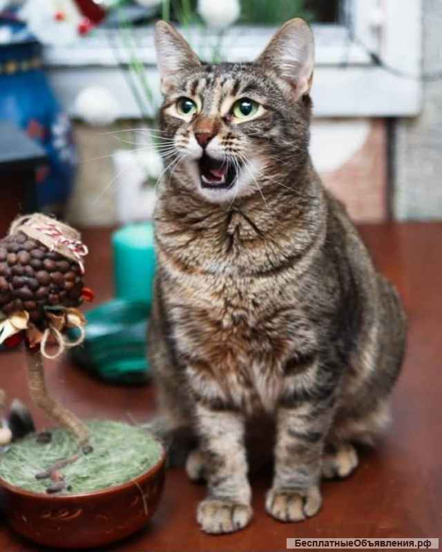 Красавица зеленоглазая кошка Карпуша в добрые руки