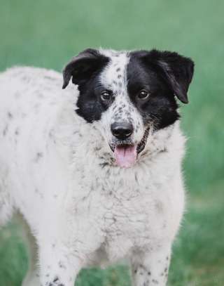 Жизнерадостный друг Герцог в самые добрые руки
