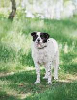 Жизнерадостный друг Герцог в самые добрые руки