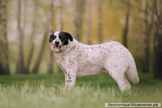 Жизнерадостный друг Герцог в самые добрые руки