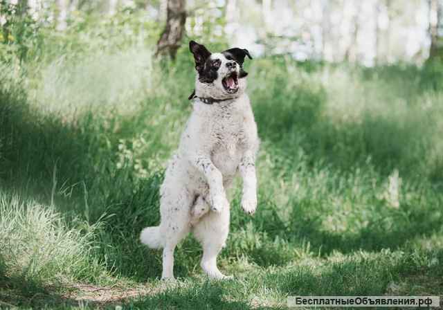 Жизнерадостный друг Герцог в самые добрые руки