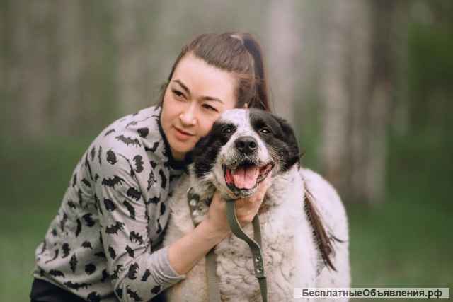 Жизнерадостный друг Герцог в самые добрые руки