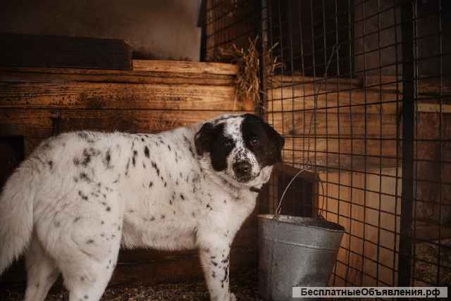 Жизнерадостный друг Герцог в самые добрые руки