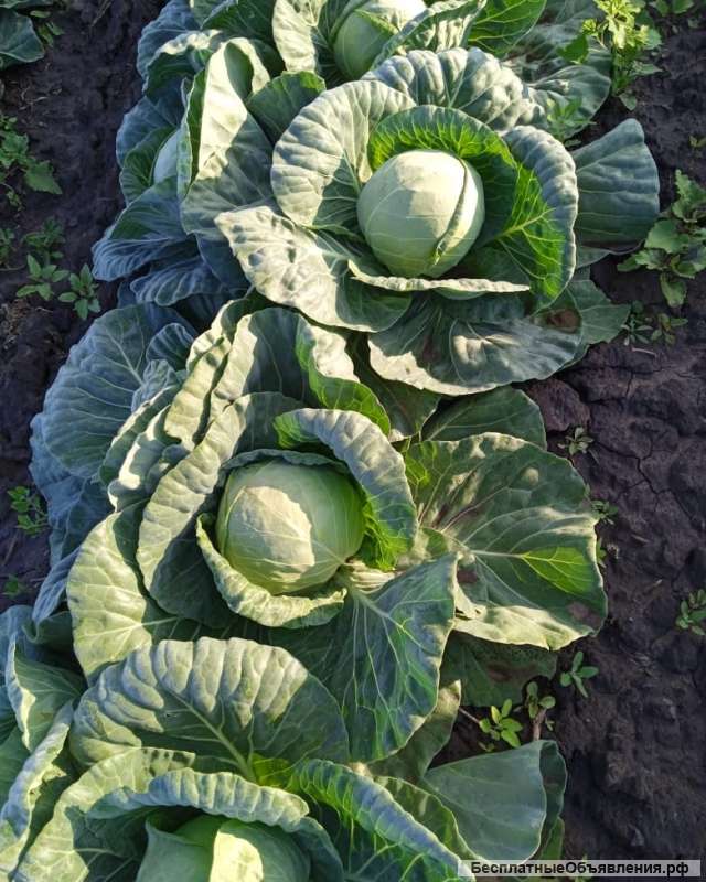 Капуста белокочанная