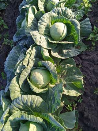 Капуста белокочанная