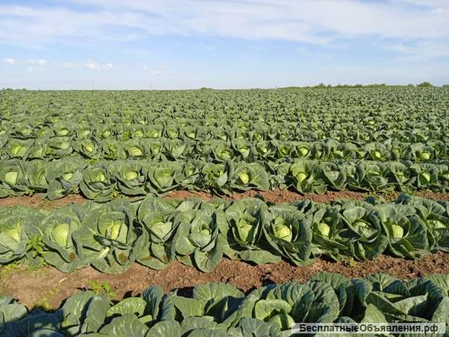 Капуста белокочанная