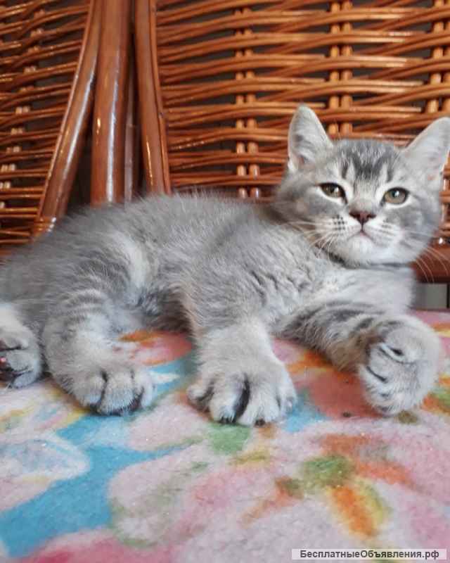 Британский котенок голубая шиншилла