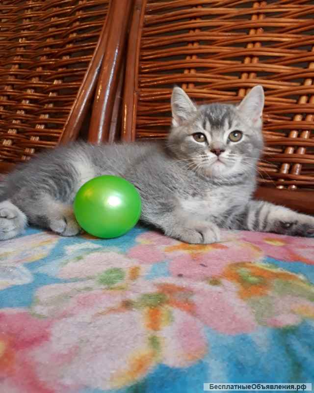Британский котенок голубая шиншилла