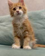 Котята породы мейн-кун