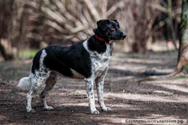 Красавец черно-белый метис Добби в добрые руки