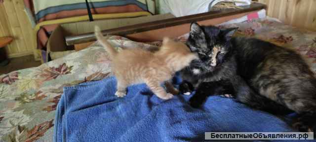 Котёнок ищет свой дом