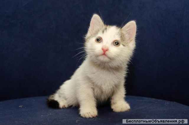 Очаровательный котёнок Бат в самые добрые руки