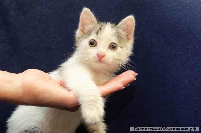 Очаровательный котёнок Бат в самые добрые руки